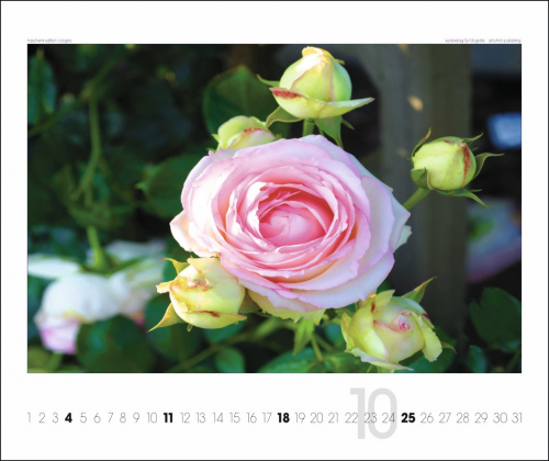 ROSEN KALENDER